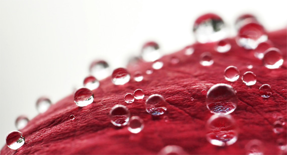 macro dew drops