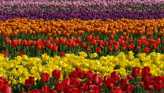 field full of tulips