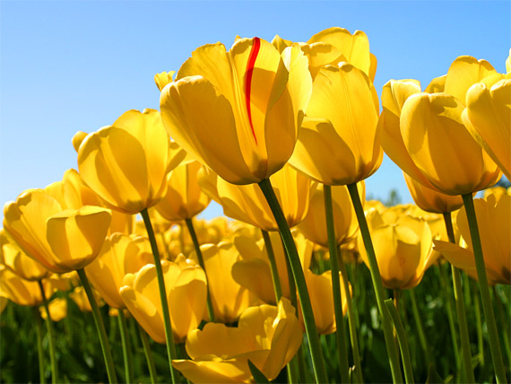 photos of tulips
