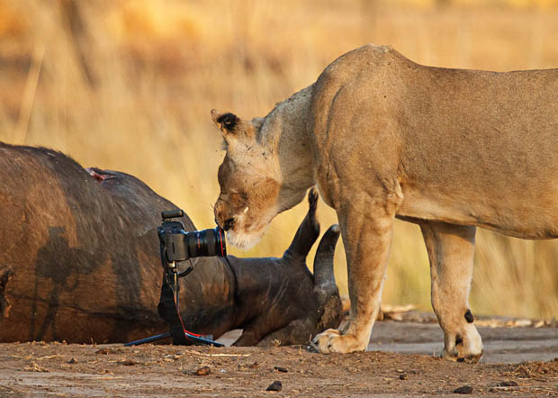 Photographer Has His Canon 5D Mark II Stolen and Killed by a Lion XEiEl