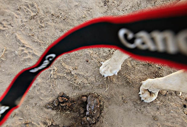 Photographer Has His Canon 5D Mark II Stolen and Killed by a Lion lionpov