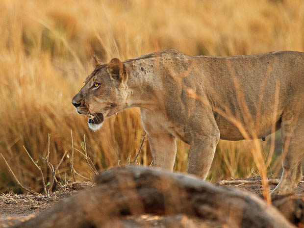 Photographer Has His Canon 5D Mark II Stolen and Killed by a Lion w38Ym