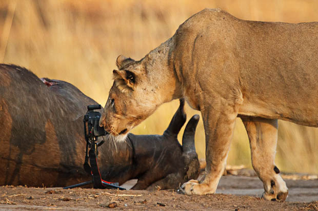 Photographer Has His Canon 5D Mark II Stolen and Killed by a Lion I9Hb7