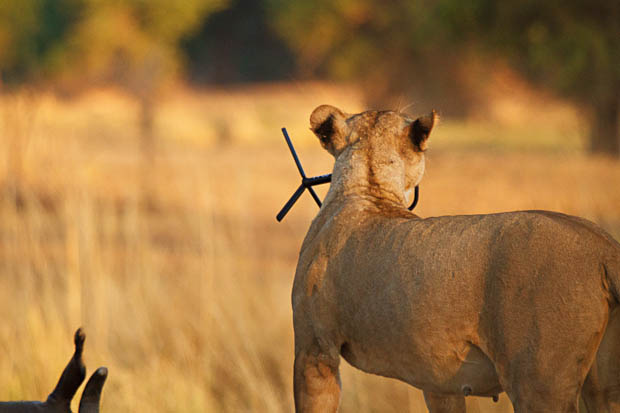 Photographer Has His Canon 5D Mark II Stolen and Killed by a Lion wjZ30
