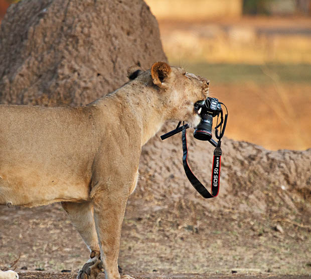 Photographer Has His Canon 5D Mark II Stolen and Killed by a Lion xHzxb