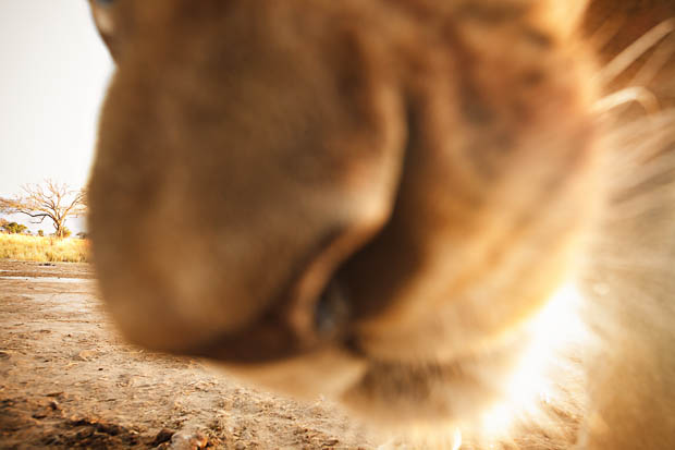 Photographer Has His Canon 5D Mark II Stolen and Killed by a Lion Vh08G