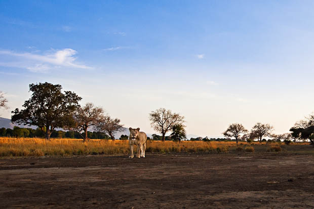 Photographer Has His Canon 5D Mark II Stolen and Killed by a Lion mJDPE