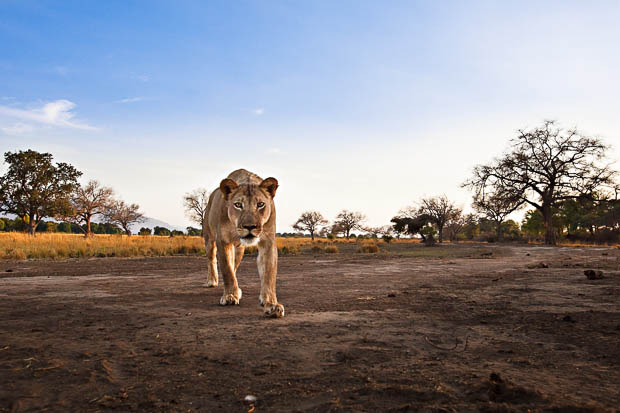 Photographer Has His Canon 5D Mark II Stolen and Killed by a Lion tZqco