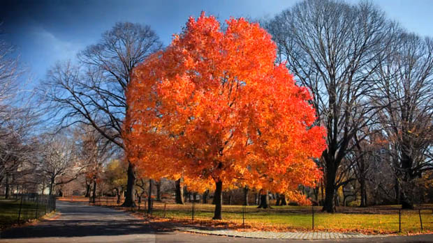 Time Lapse of Central Park in NYC Shows the Seasons Changing Over 6 Months changingseasons 90