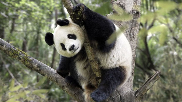 Stunning Slow Motion Shots Created Using Only Still Photos of Wildlife wwf 2