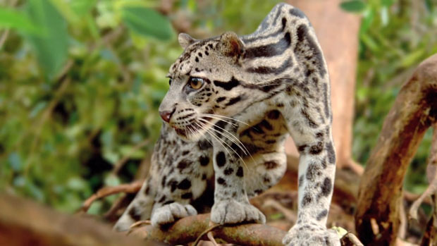 Stunning Slow Motion Shots Created Using Only Still Photos of Wildlife wwf 3