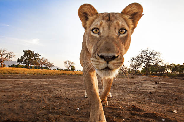 Photographer Has His Canon 5D Mark II Stolen and Killed by a Lion BXWnt