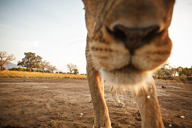 Photographer Has His Canon 5D Mark II Stolen and Killed by a Lion eUNQd