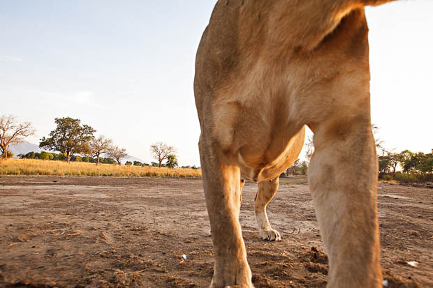 Photographer Has His Canon 5D Mark II Stolen and Killed by a Lion ptyIn