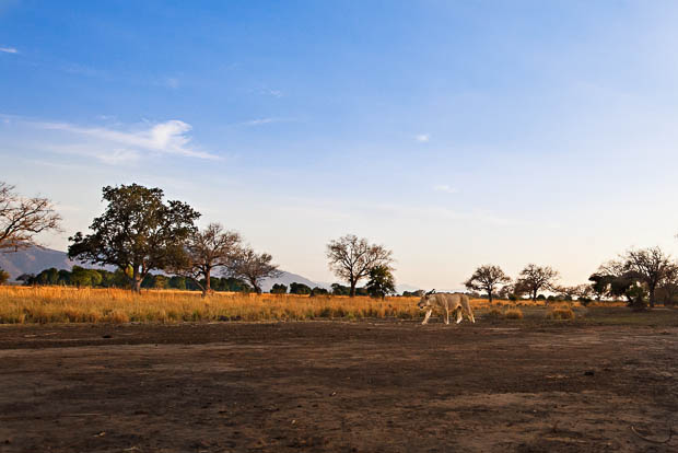 Photographer Has His Canon 5D Mark II Stolen and Killed by a Lion Ui1M1