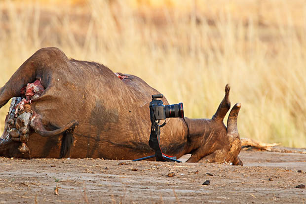 Photographer Has His Canon 5D Mark II Stolen and Killed by a Lion pi3k1