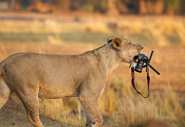 Photographer Has His Canon 5D Mark II Stolen and Killed by a Lion ZLw1W