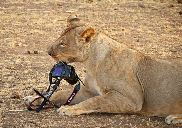 Photographer Has His Canon 5D Mark II Stolen and Killed by a Lion mS8h2