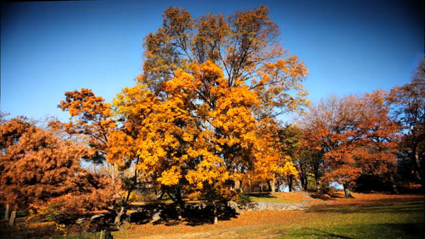 Time Lapse of Central Park in NYC Shows the Seasons Changing Over 6 Months changingseasons 2