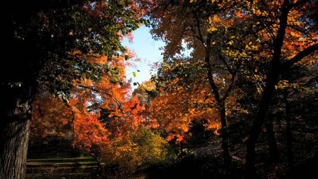 Time Lapse of Central Park in NYC Shows the Seasons Changing Over 6 Months changingseasons 5