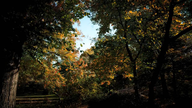 Time Lapse of Central Park in NYC Shows the Seasons Changing Over 6 Months changingseasons 6
