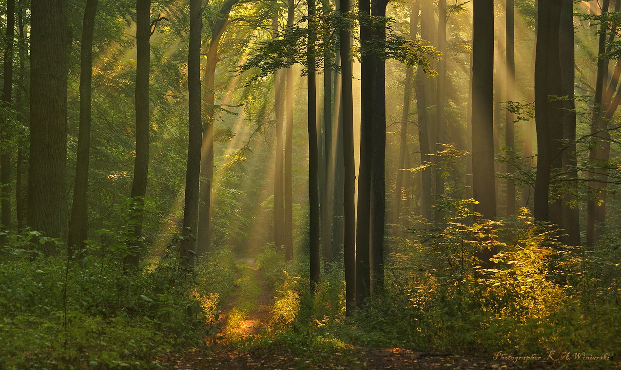 Interesting Photo of the Day: Magical Light in Polish Forest | The ...