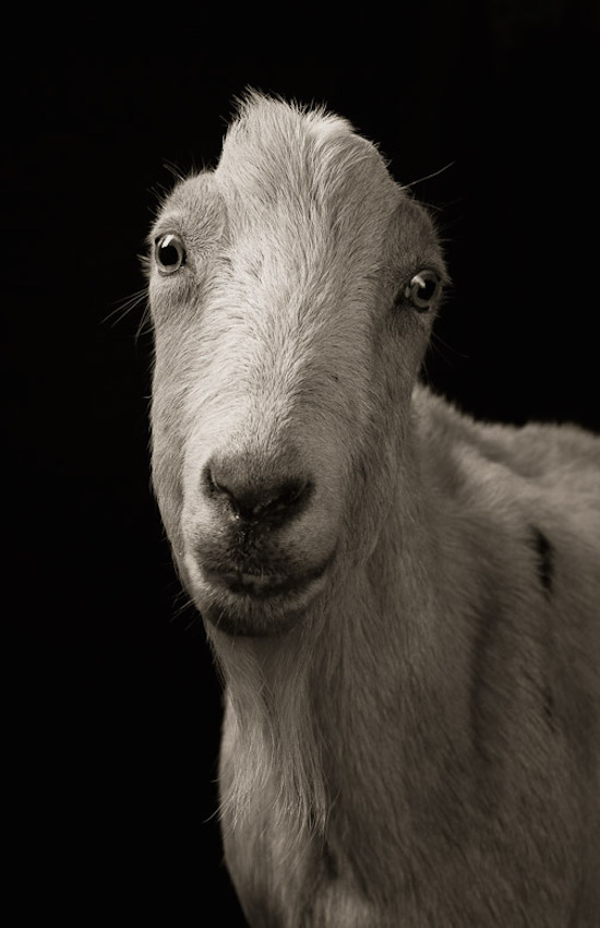 Dramatic Black-and-White Studio Portraits of Goats and Sheep… Seriously ...